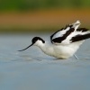 Tenkozobec opacny - Recurvirostra avosetta - Pied Avocet 0919